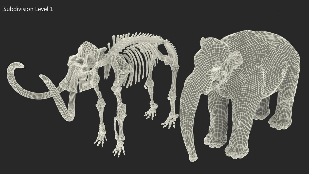 3D Adult Mammoth Clean Skeleton Shell Rigged