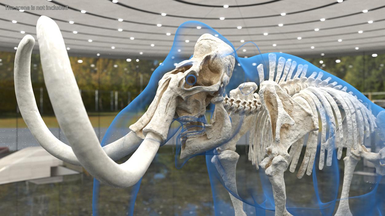 3D Adult Mammoth Clean Skeleton Shell Rigged