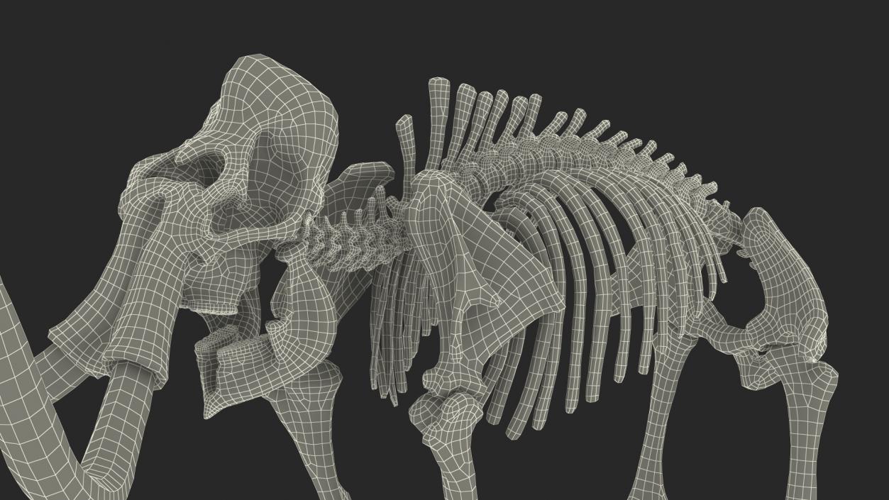 3D Adult Mammoth Clean Skeleton Shell Rigged