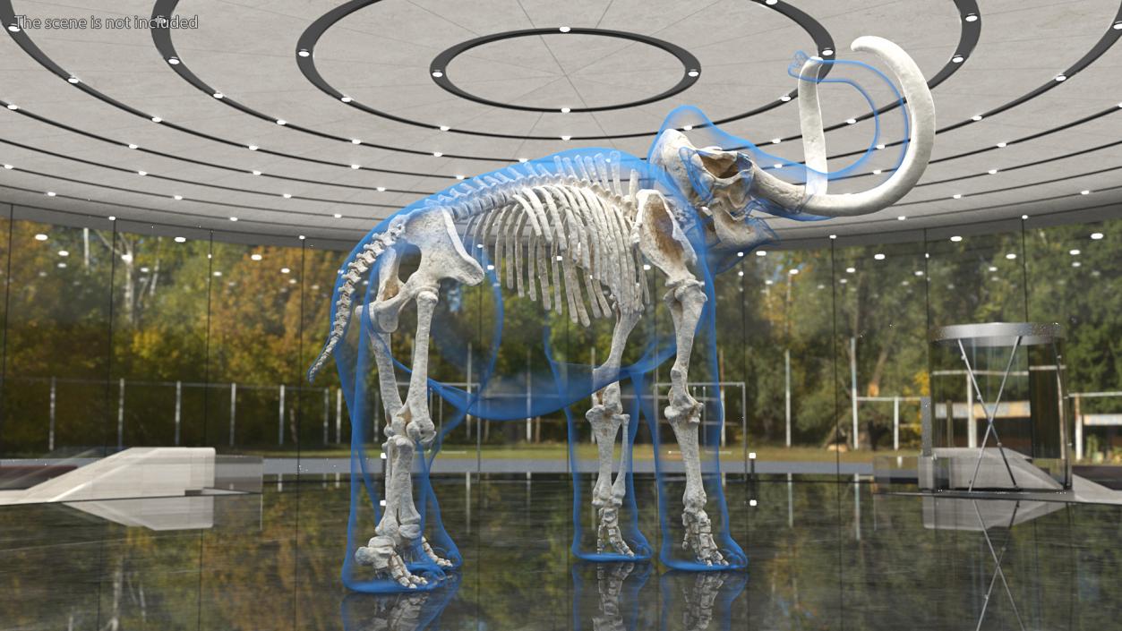 3D Adult Mammoth Clean Skeleton Shell Rigged