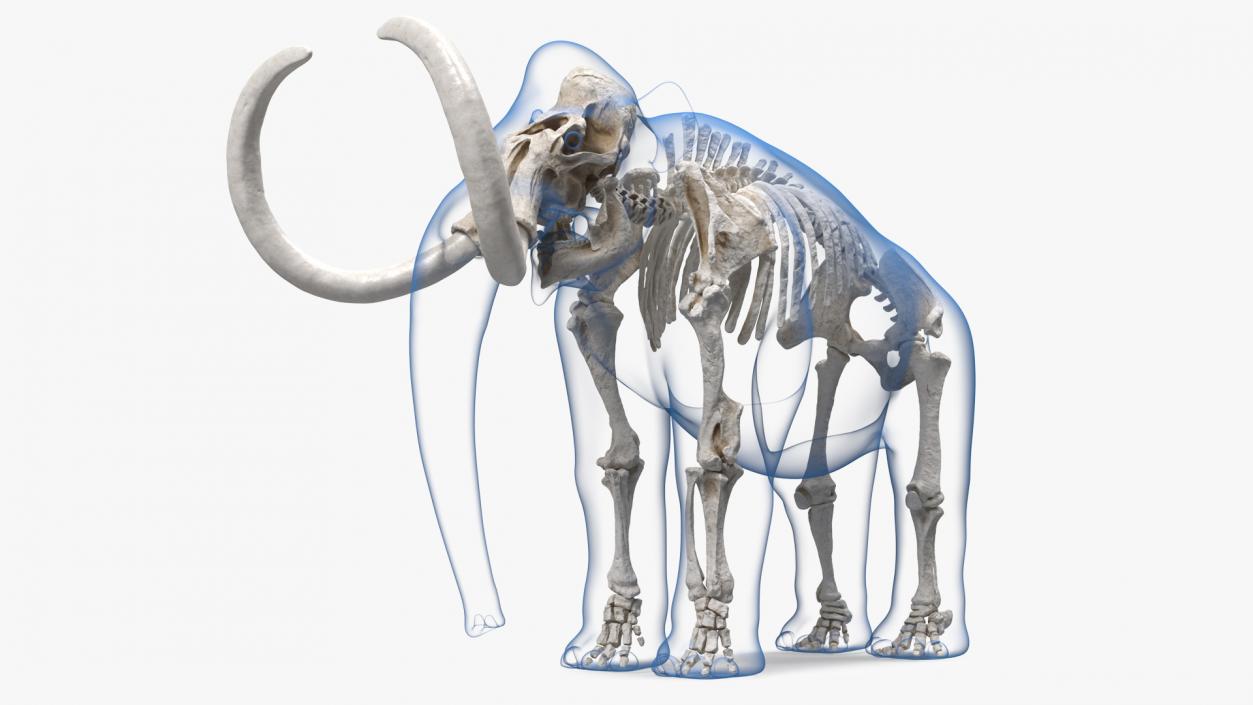 3D Adult Mammoth Clean Skeleton Shell Rigged