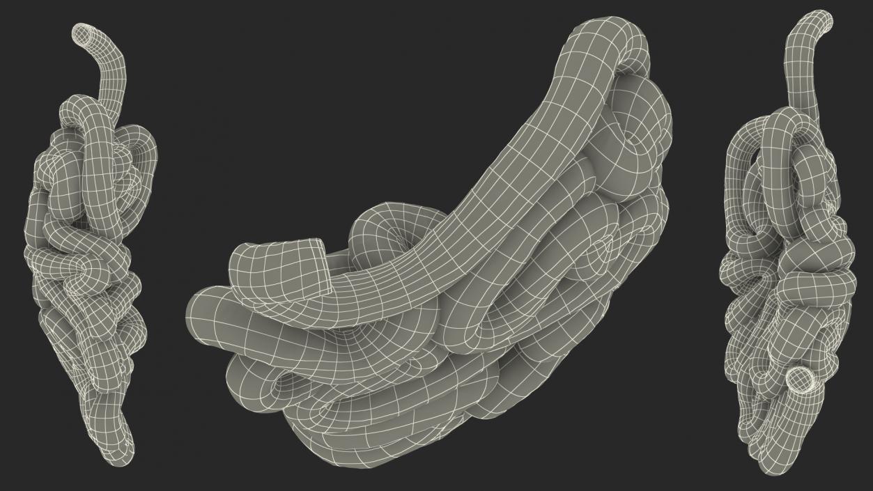 Human Small Intestines 3D