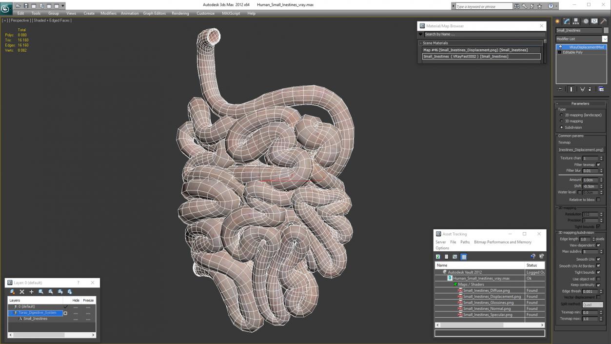 Human Small Intestines 3D