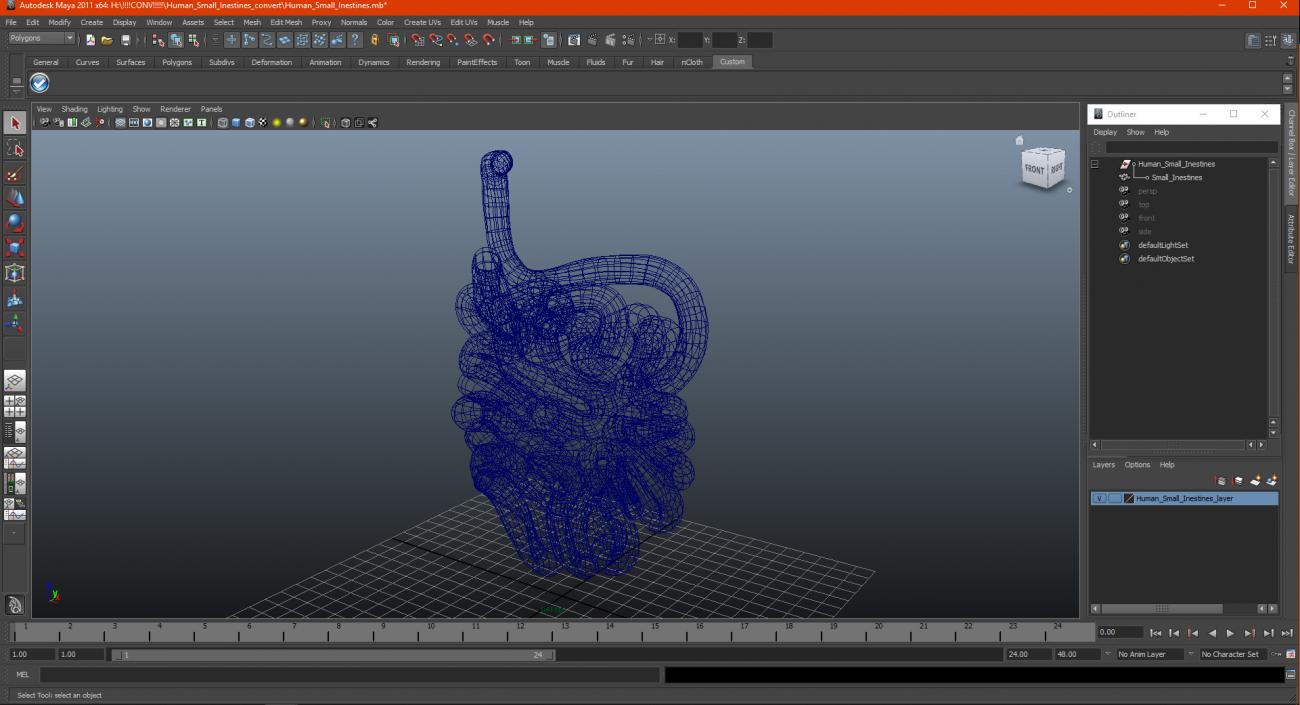 Human Small Intestines 3D