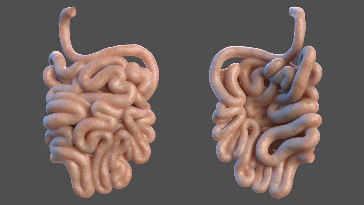 Human Small Intestines 3D