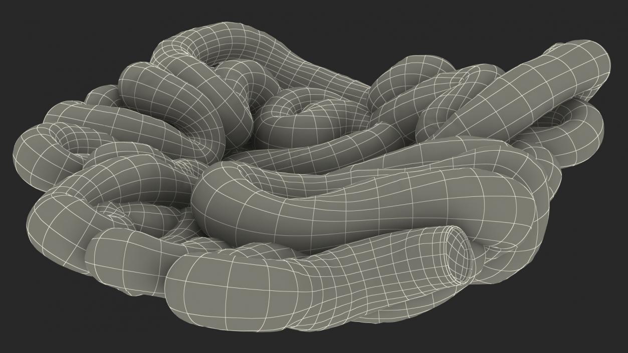 Human Small Intestines 3D