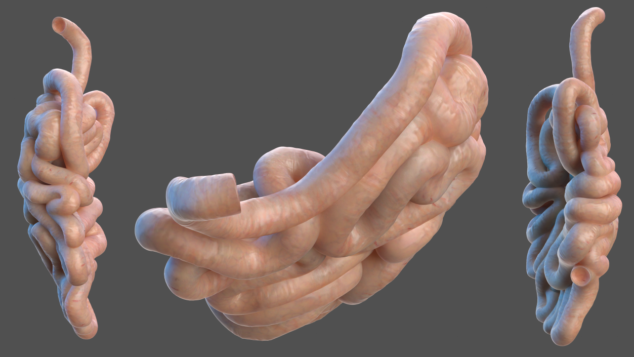 Human Small Intestines 3D