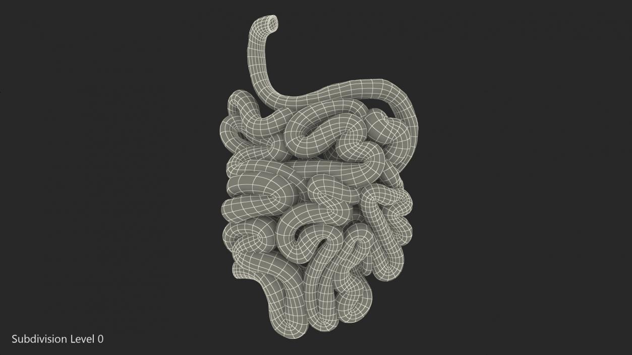 Human Small Intestines 3D