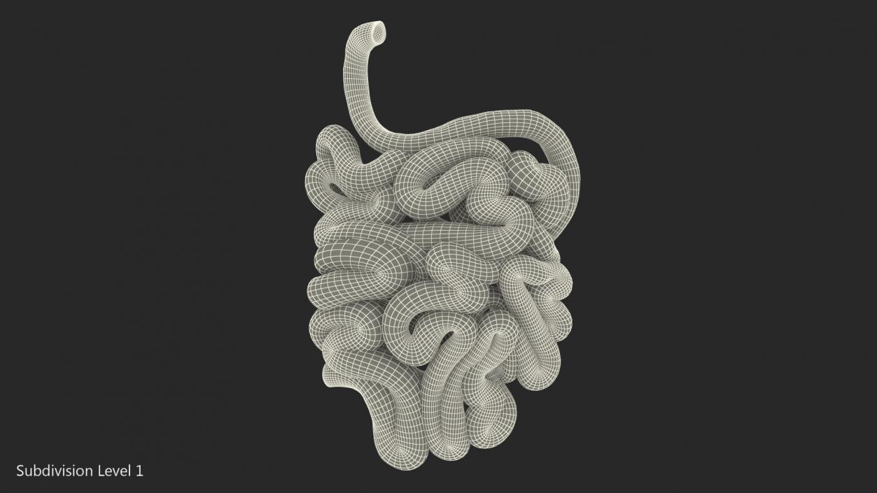 Human Small Intestines 3D