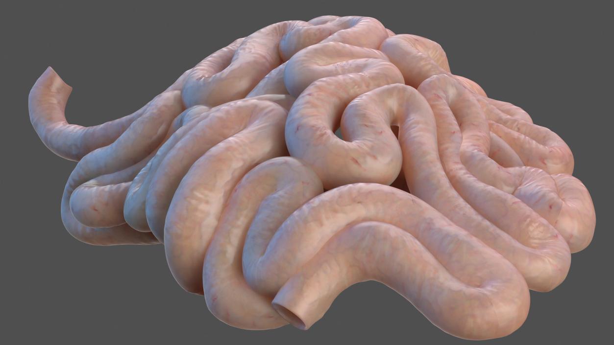 Human Small Intestines 3D