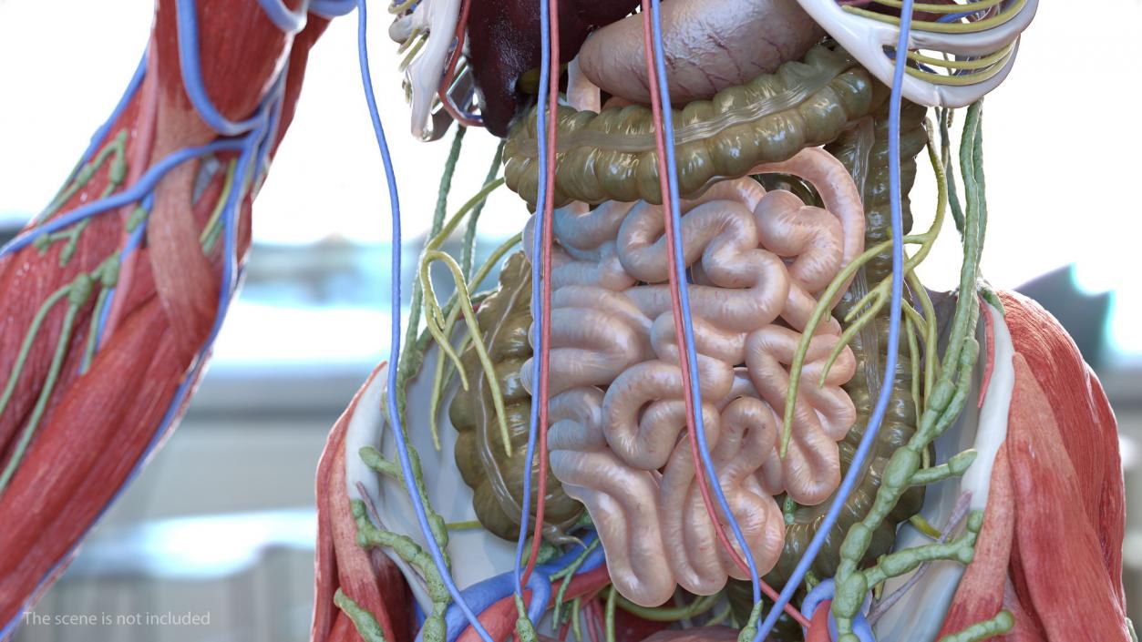 Human Small Intestines 3D