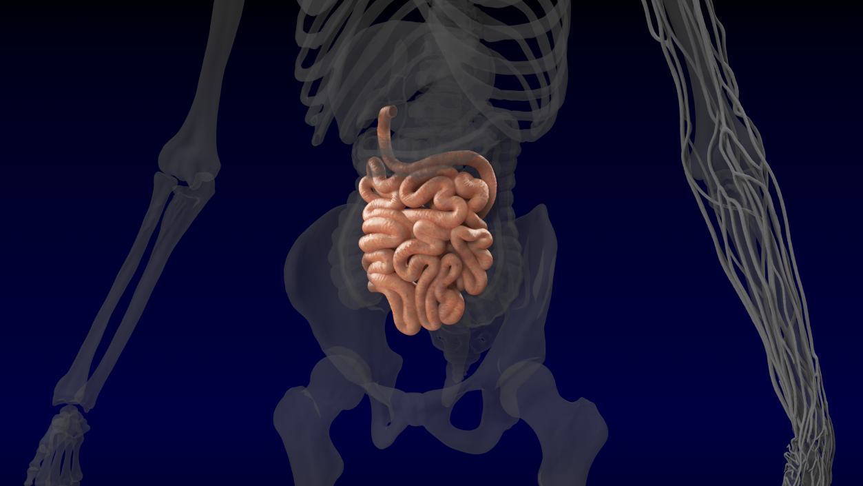 Human Small Intestines 3D