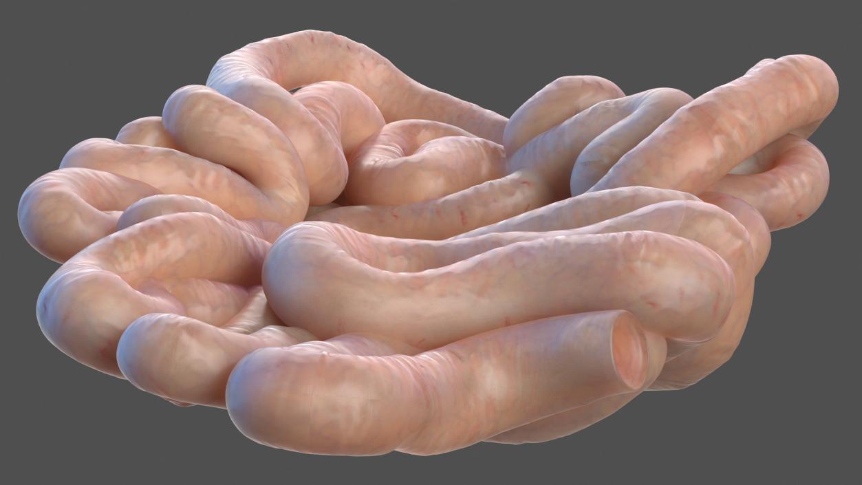 Human Small Intestines 3D