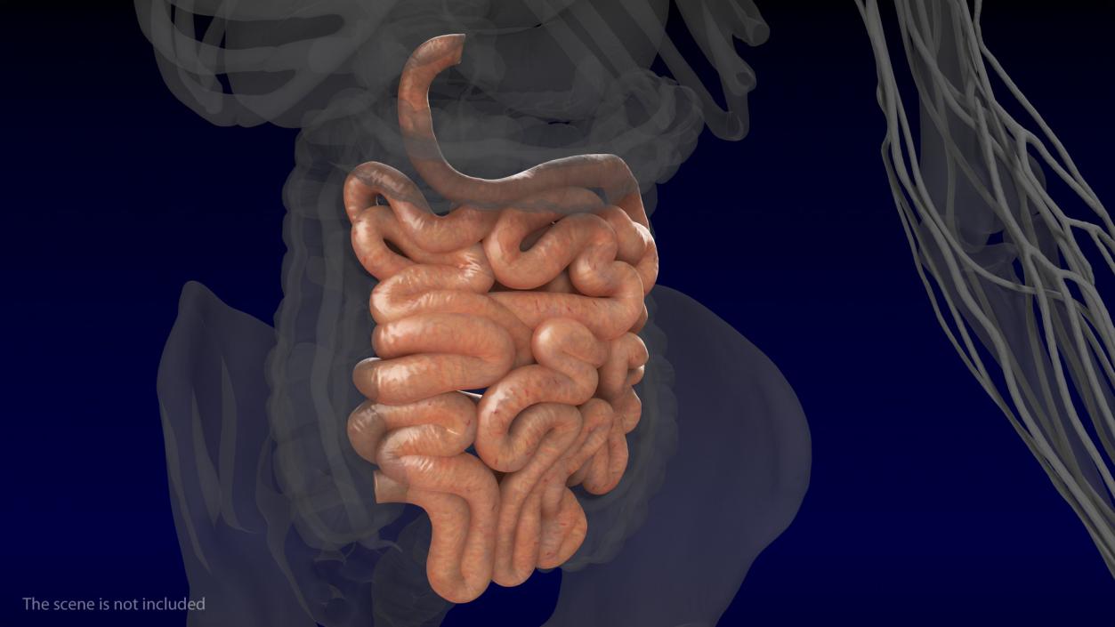 Human Small Intestines 3D