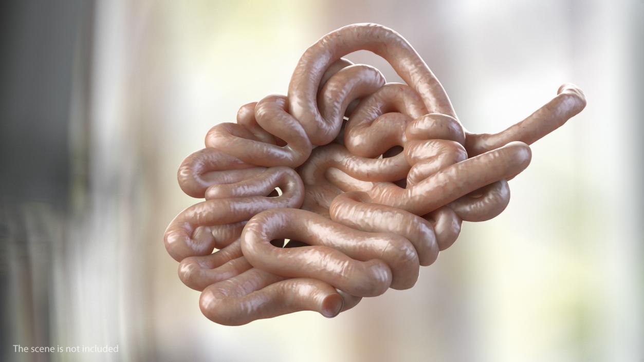 Human Small Intestines 3D