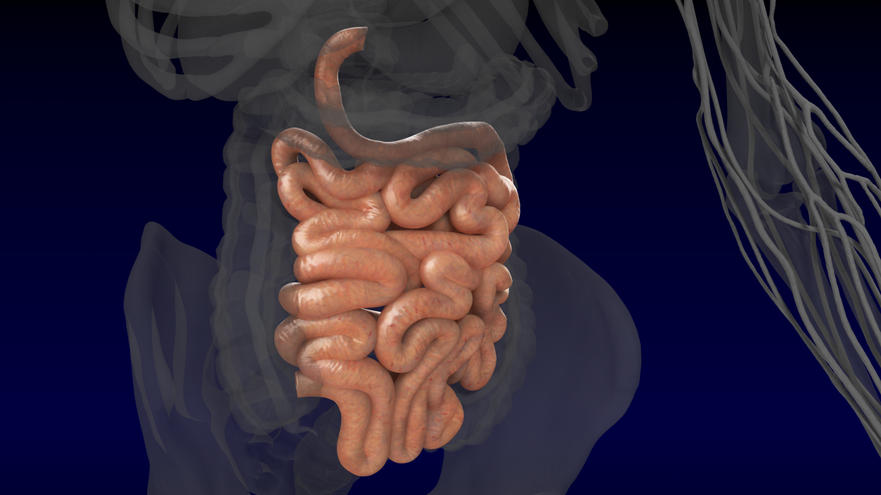 Human Small Intestines 3D