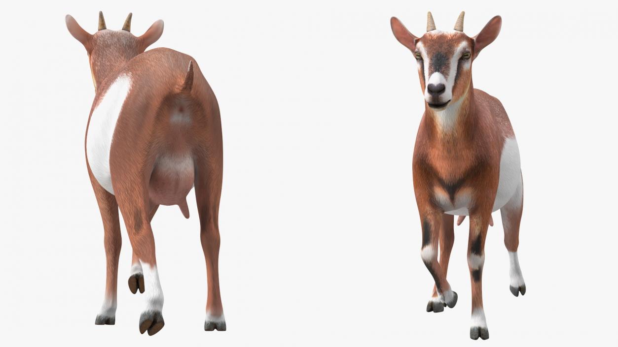 Walking Goat 3D