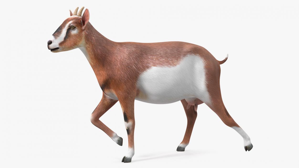 Walking Goat 3D