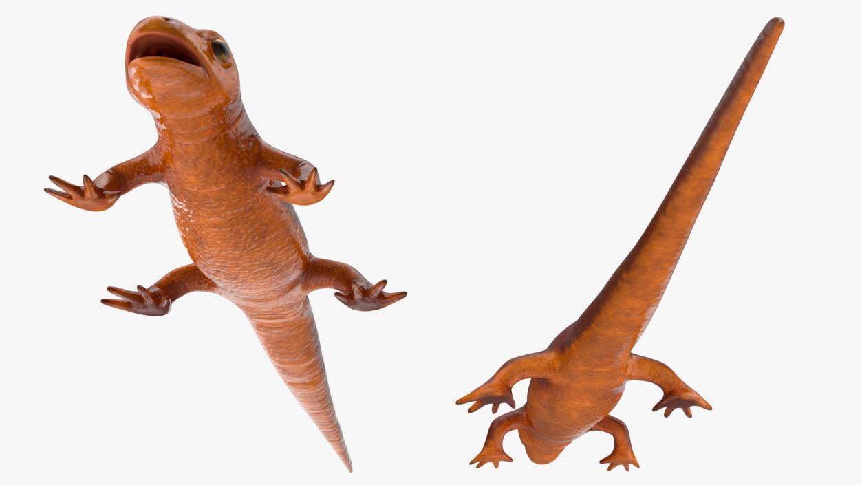 3D model California Newt