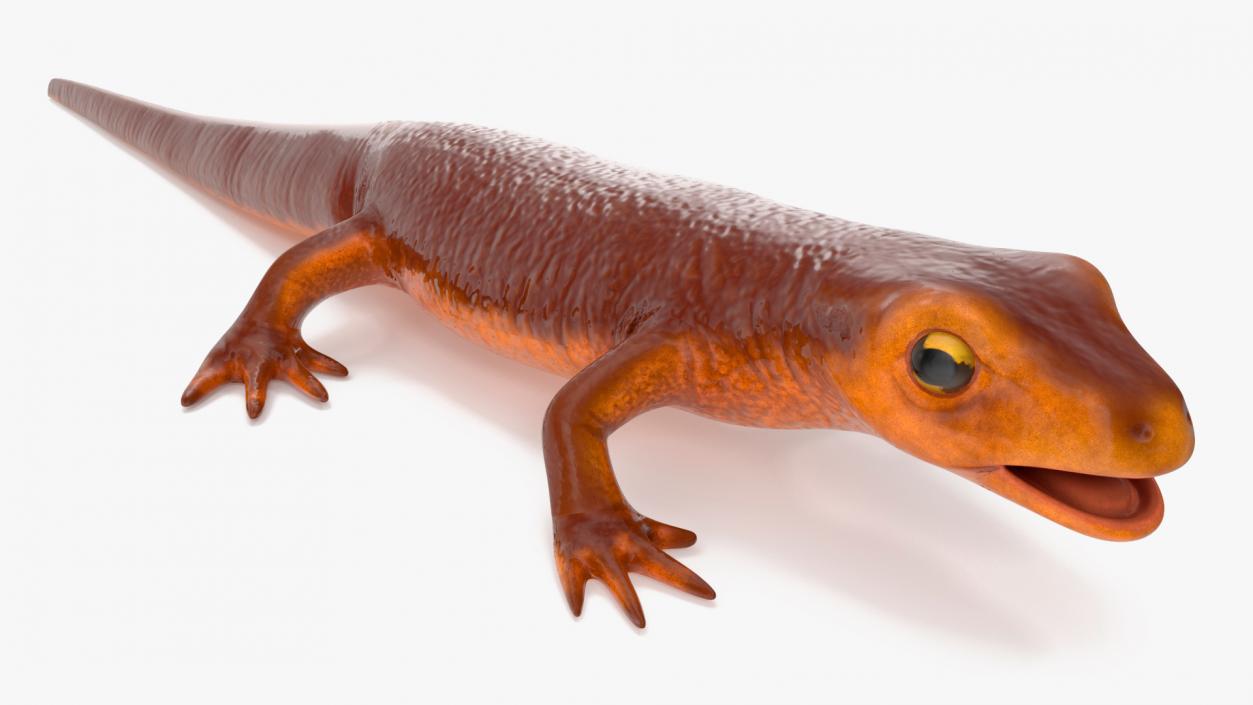 3D model California Newt