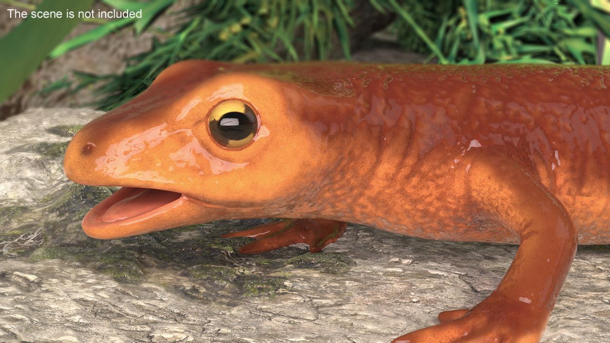 3D model California Newt