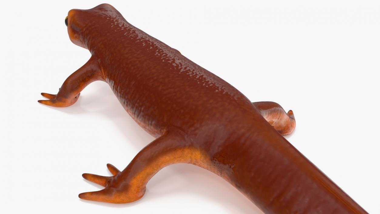 3D model California Newt