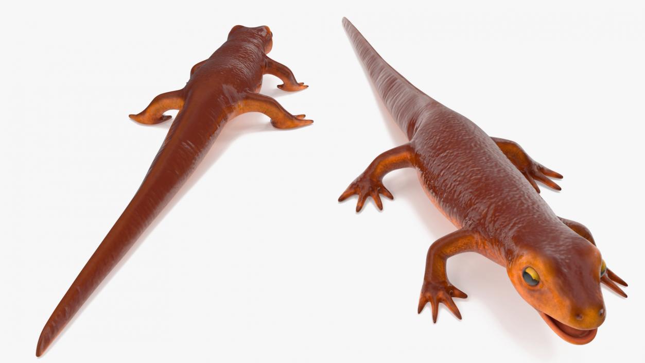 3D model California Newt