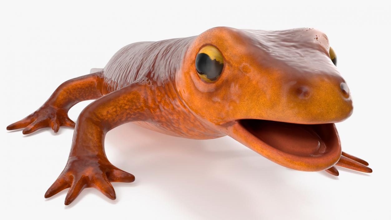 3D model California Newt