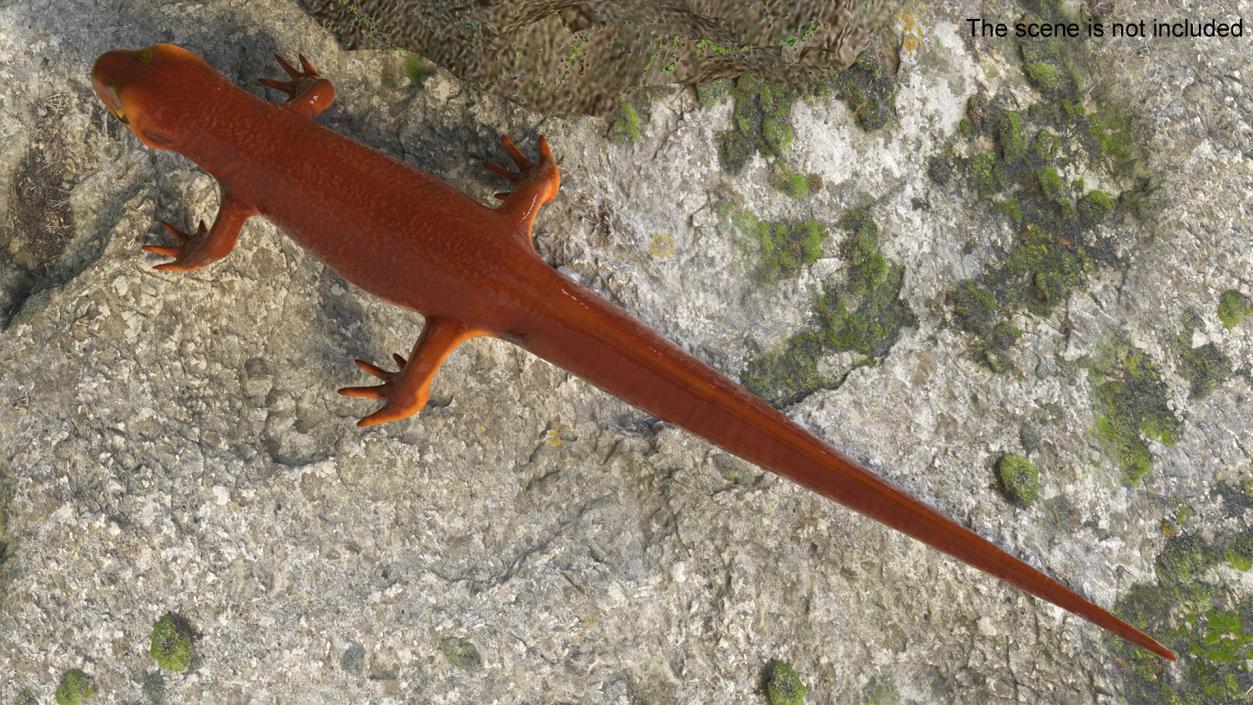 3D model California Newt