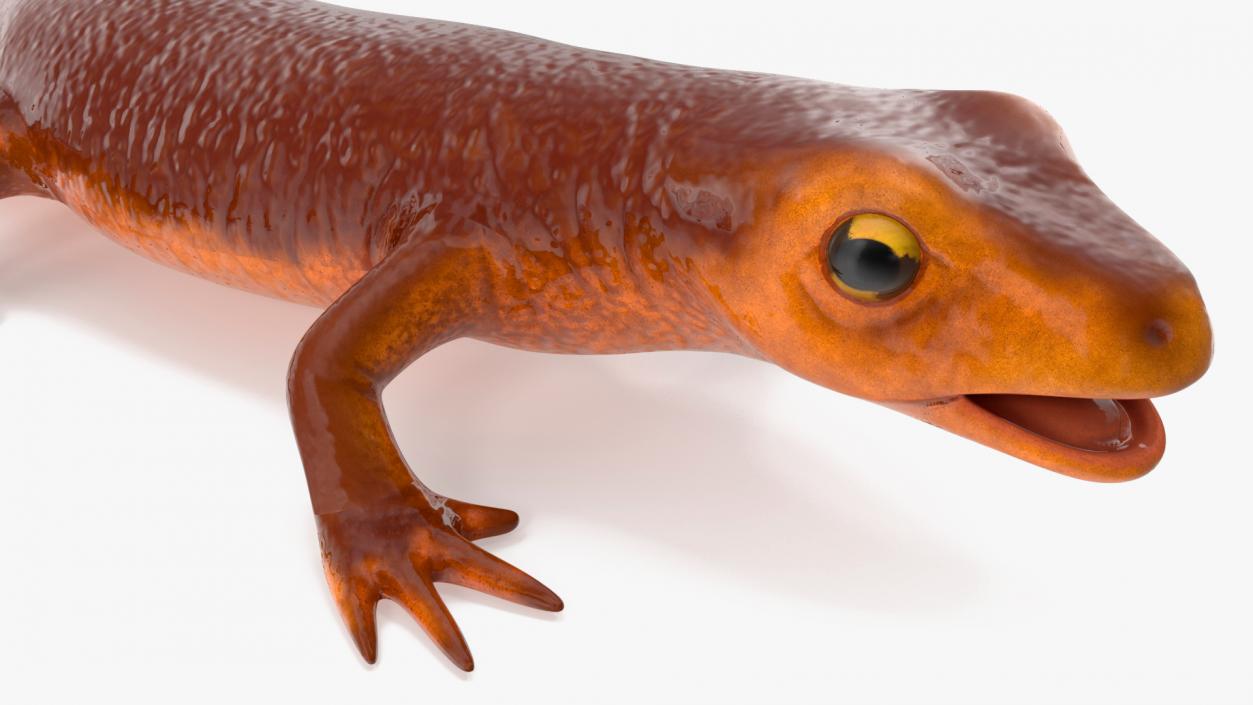 3D model California Newt