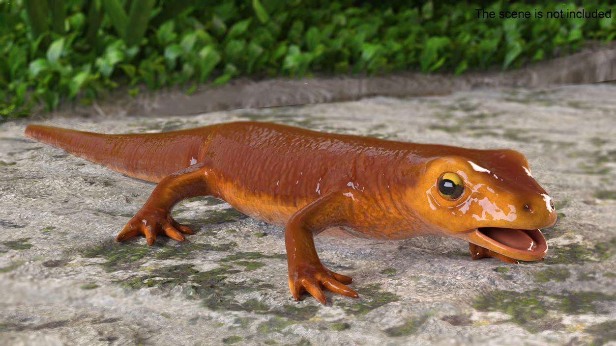 3D model California Newt