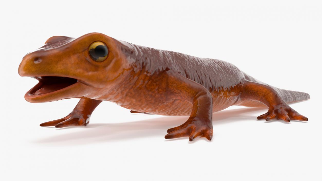 3D model California Newt