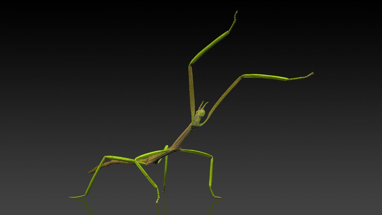 3D Phasmatodea Stick Insect Attack