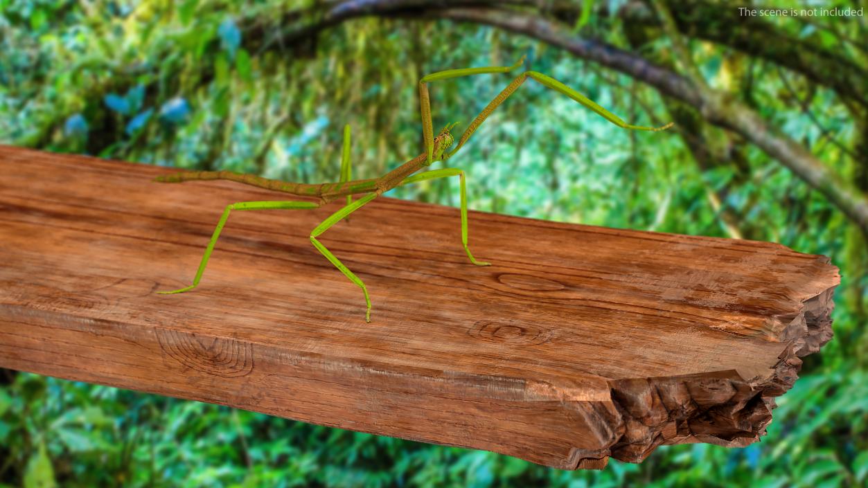 3D Phasmatodea Stick Insect Attack