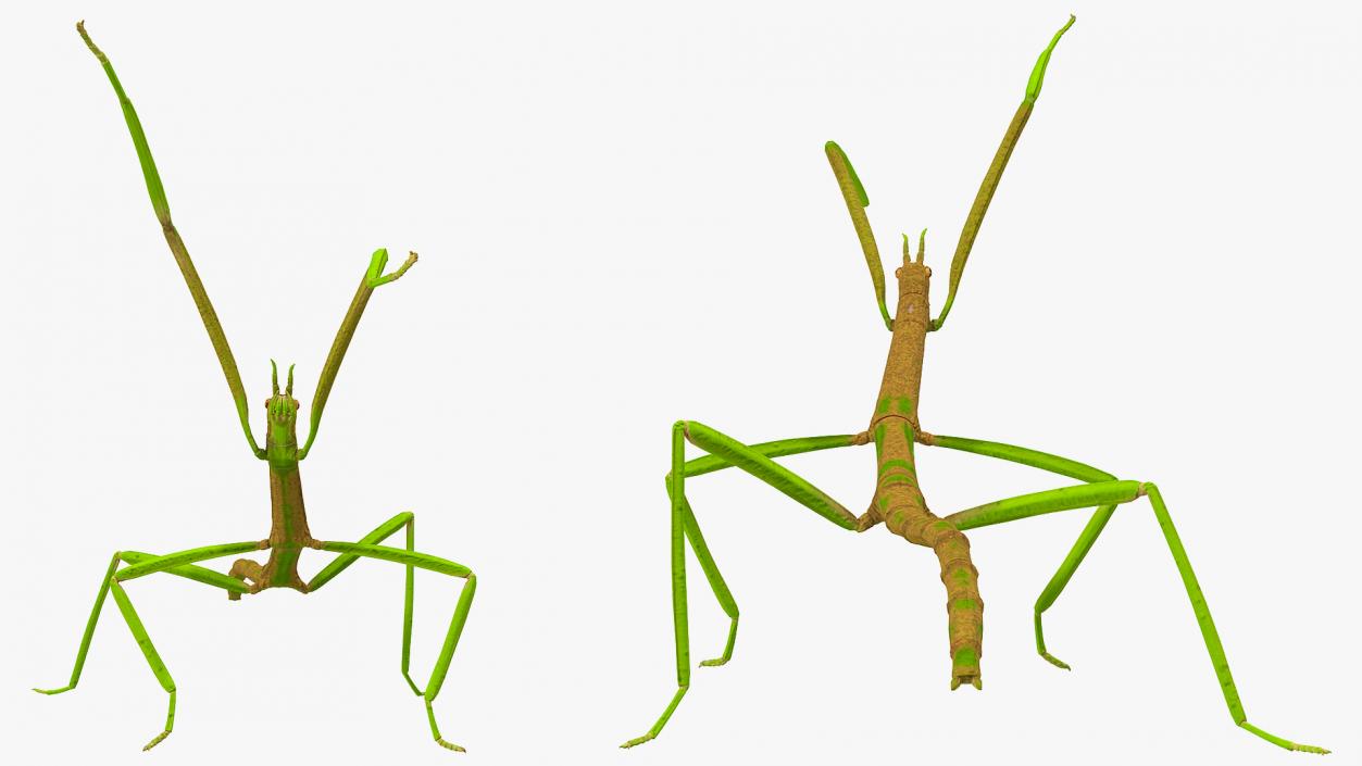 3D Phasmatodea Stick Insect Attack