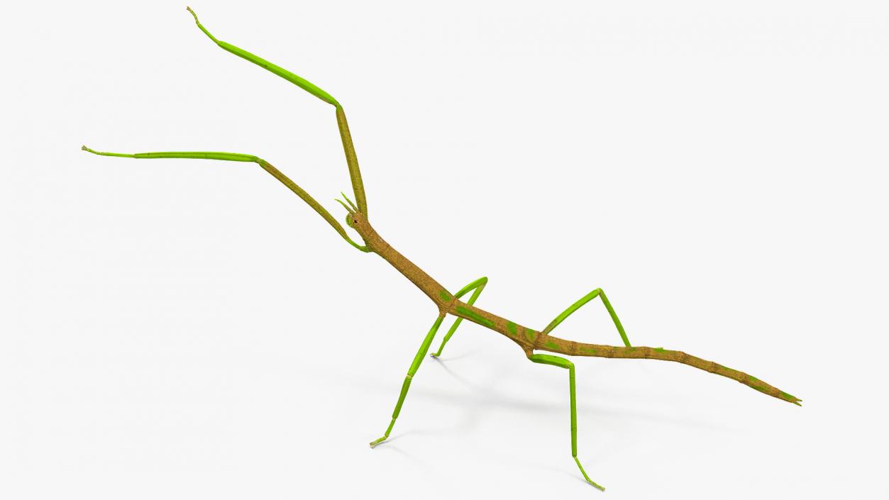 3D Phasmatodea Stick Insect Attack