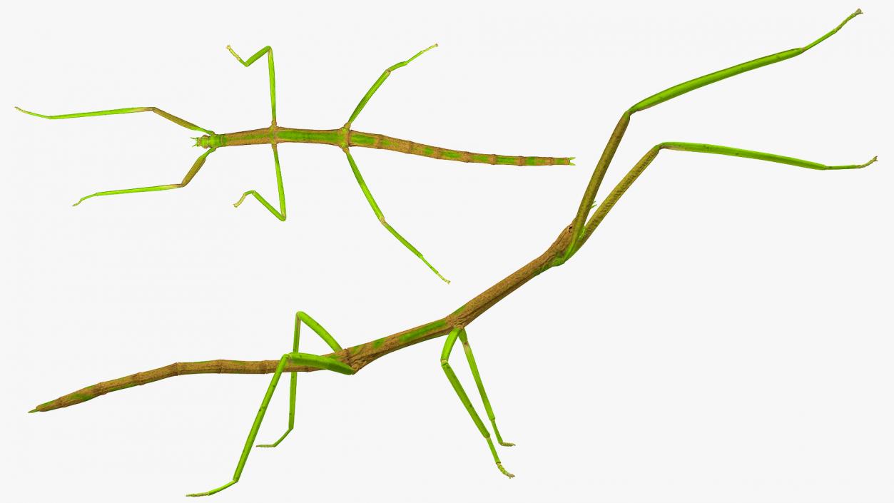 3D Phasmatodea Stick Insect Attack