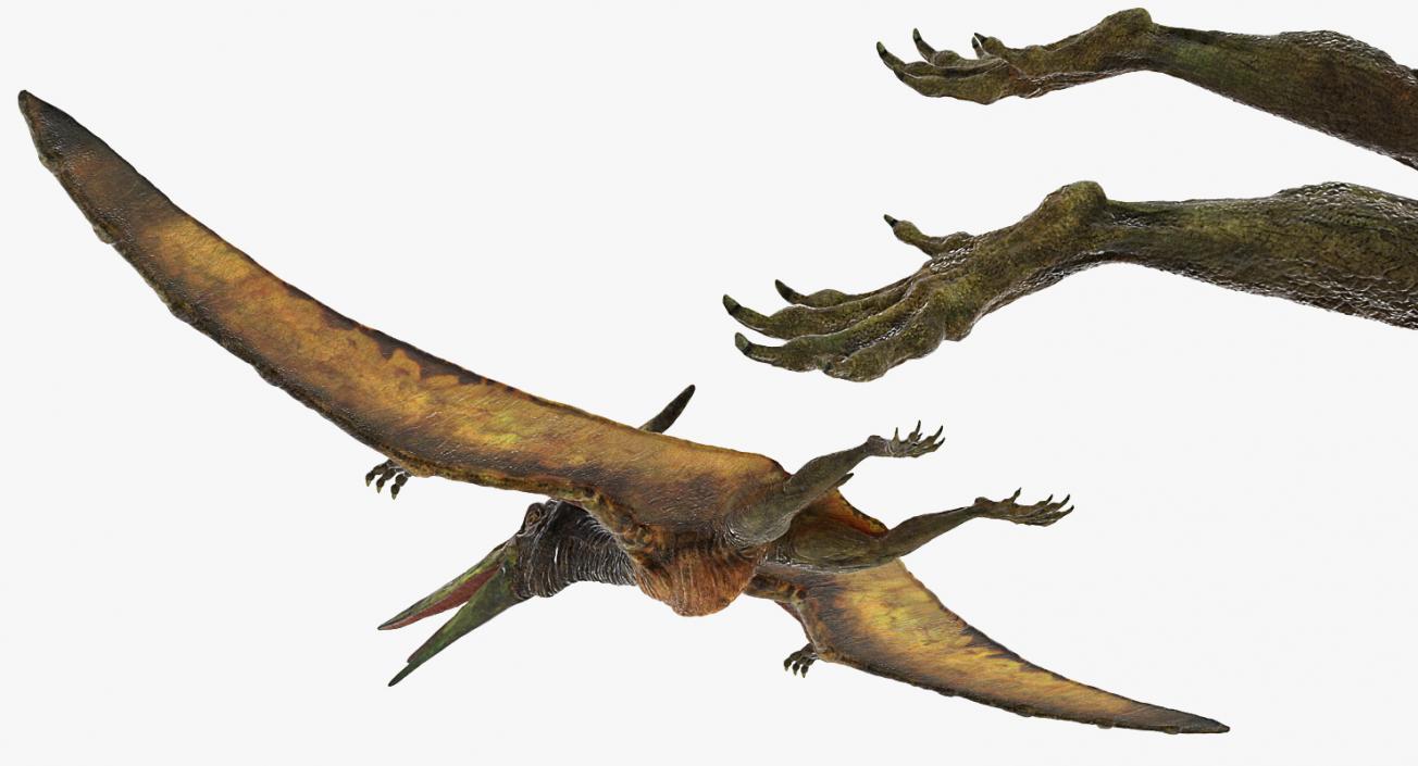 Pteranodon Flying Carnivorous Reptile Rigged 3D model