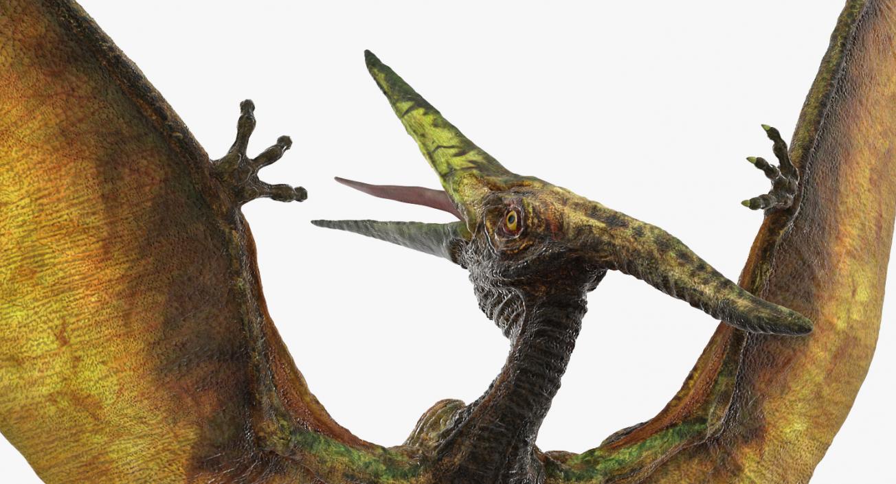 Pteranodon Flying Carnivorous Reptile Rigged 3D model