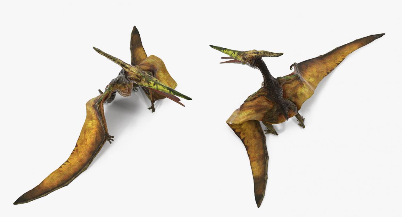 Pteranodon Flying Carnivorous Reptile Rigged 3D model