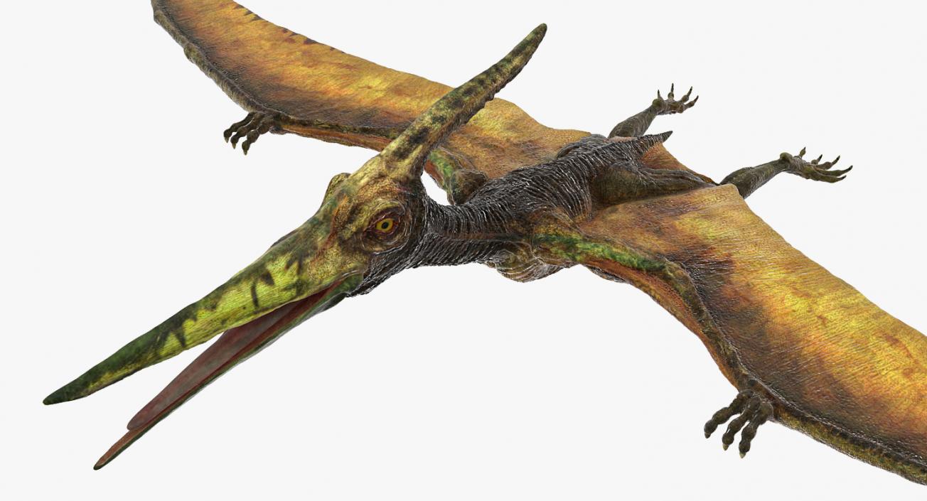 Pteranodon Flying Carnivorous Reptile Rigged 3D model