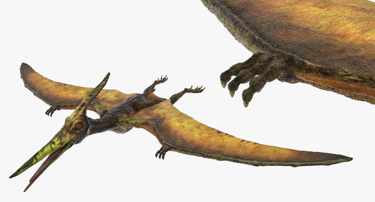 Pteranodon Flying Carnivorous Reptile Rigged 3D model