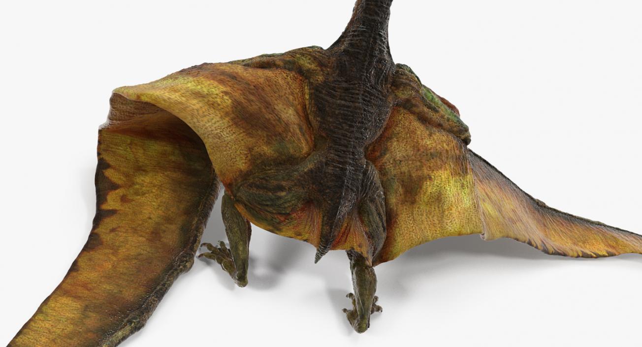 Pteranodon Flying Carnivorous Reptile Rigged 3D model