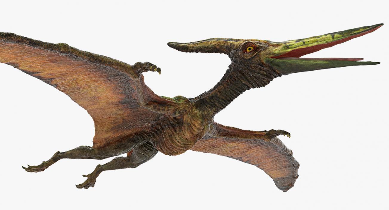 Pteranodon Flying Carnivorous Reptile Rigged 3D model