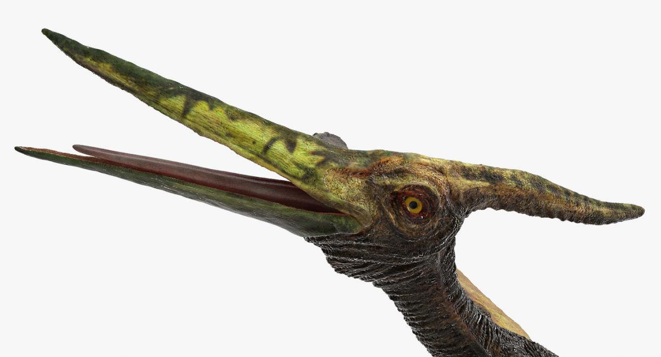 Pteranodon Flying Carnivorous Reptile Rigged 3D model