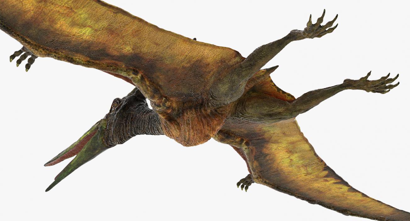 Pteranodon Flying Carnivorous Reptile Rigged 3D model