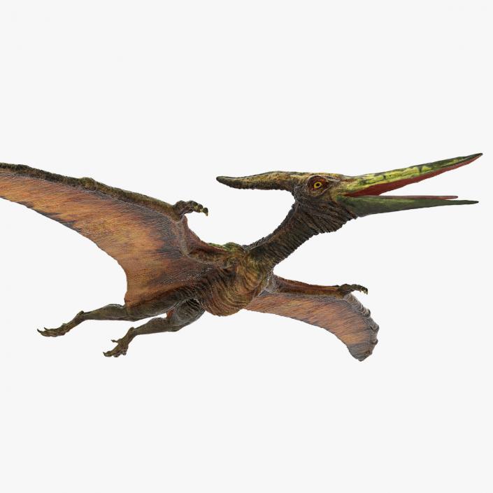 Pteranodon Flying Carnivorous Reptile Rigged 3D model