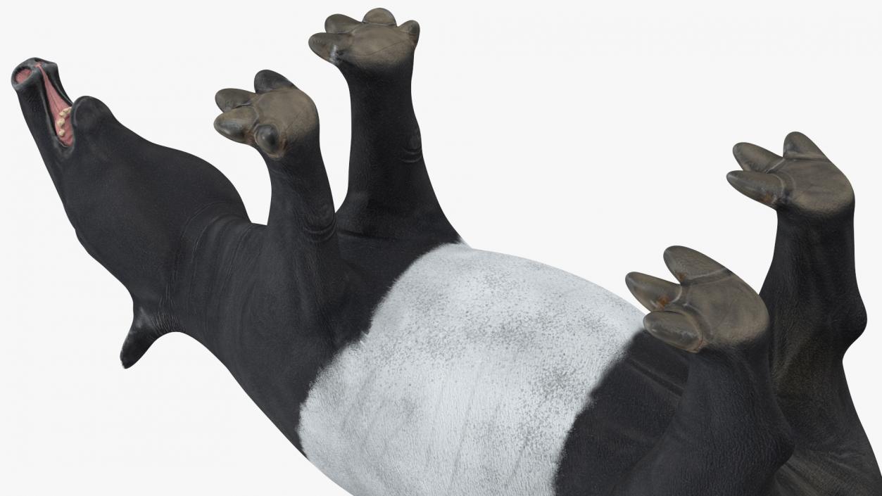 3D Tapir Rigged for Cinema 4D