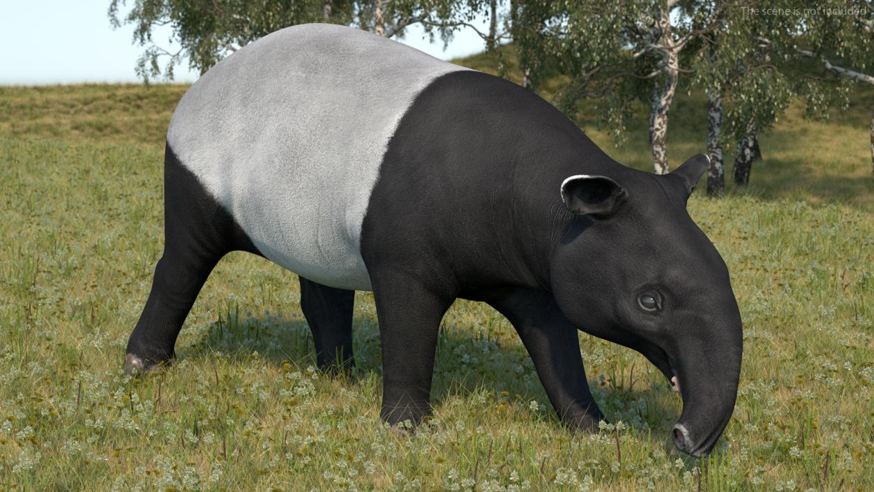 3D Tapir Rigged for Cinema 4D