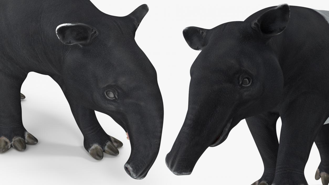 3D Tapir Rigged for Cinema 4D